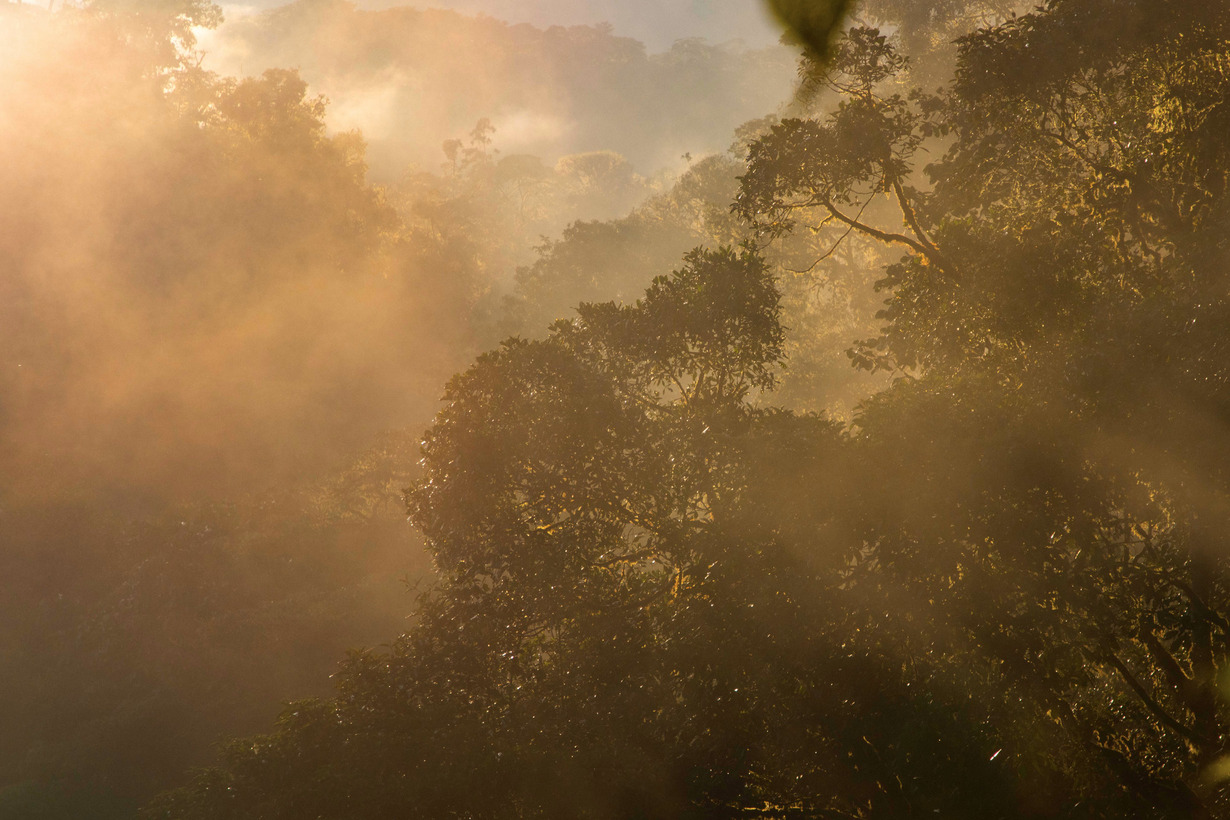 Aufforstung im Nebelwald in Mindo Lindo in Ecuador