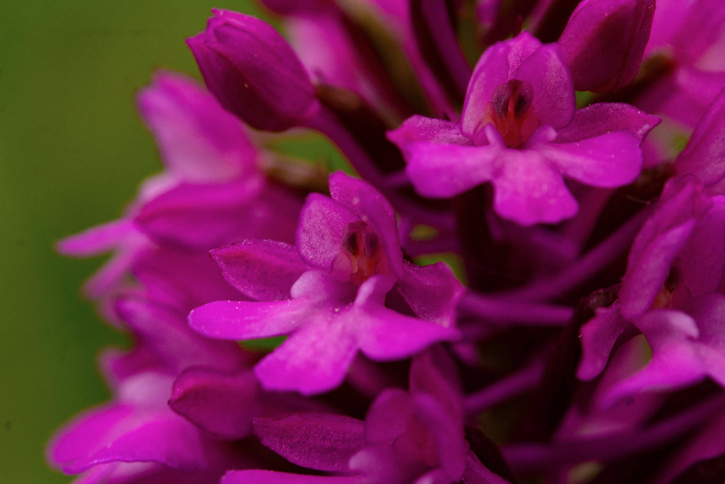 Orchidaceae, Anacamtis pyramidalis2