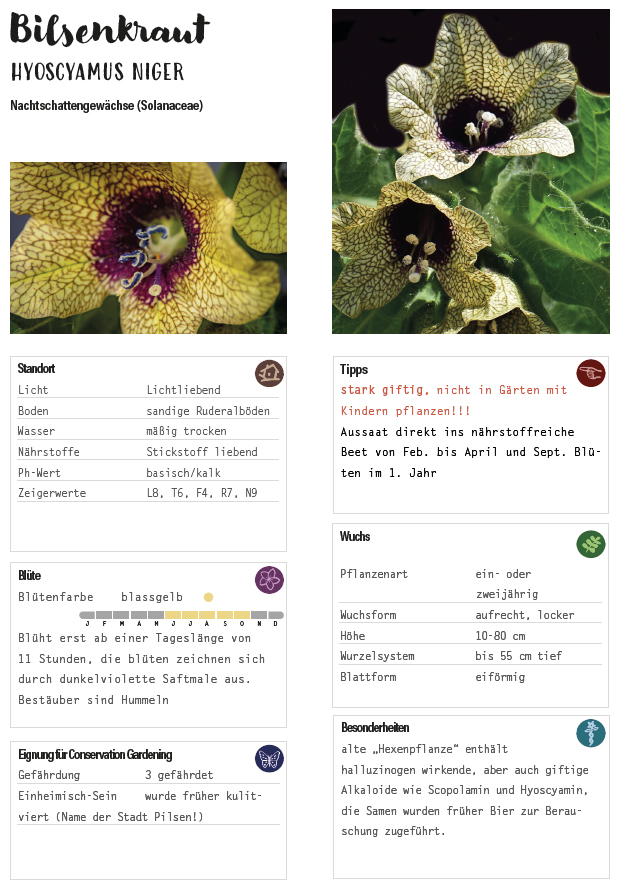 Hyoscyamus, Conservation, Gardening, Biodiversity, Biodiversität, Artenschutz, Bilsenkraut