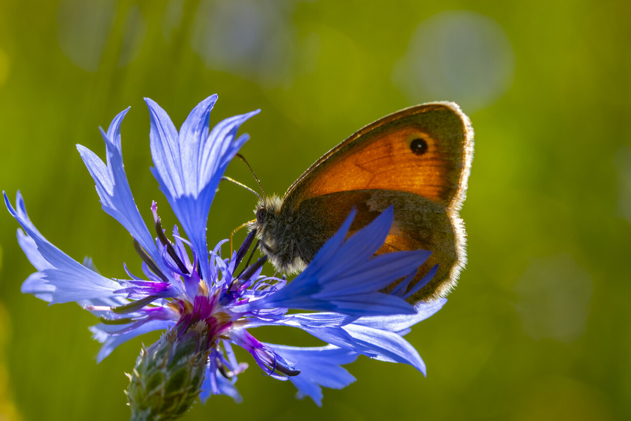 Centaurea mit Falter