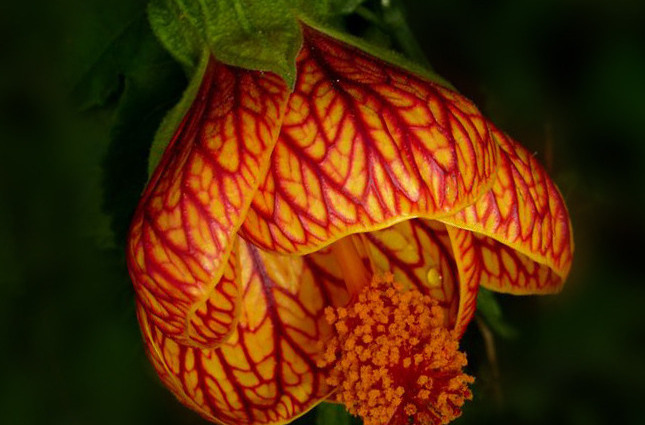 Abutilon