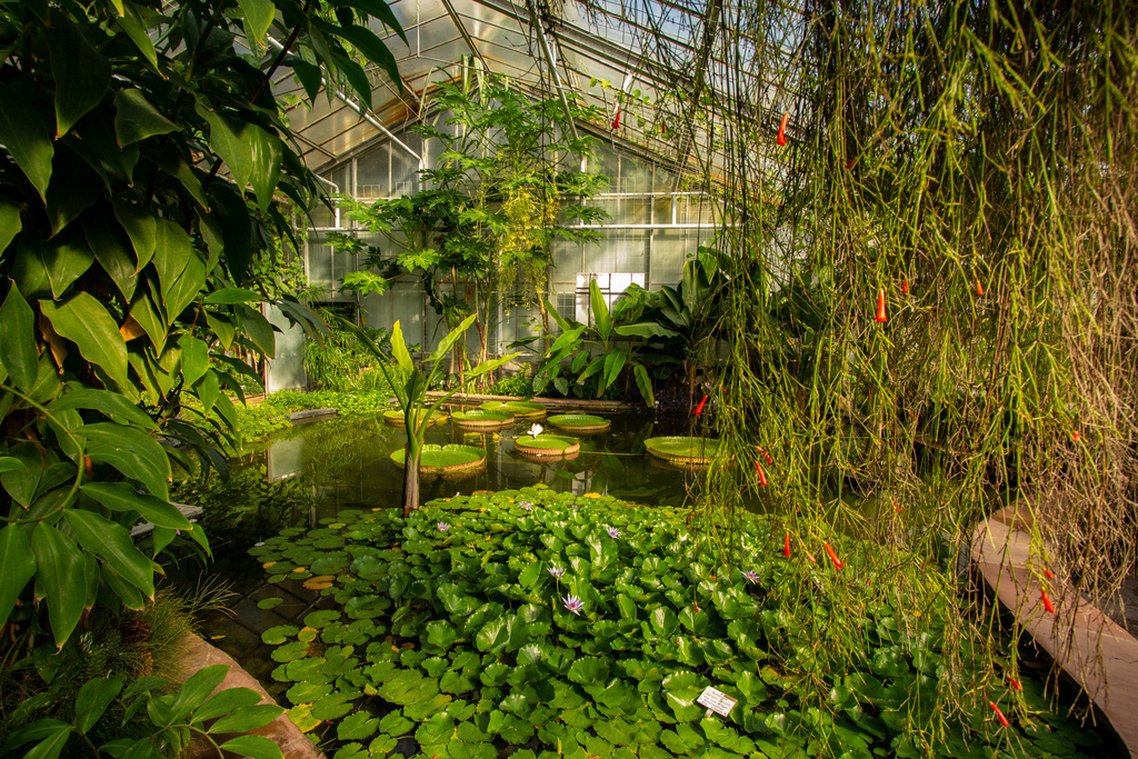 Botanischer Garten 7