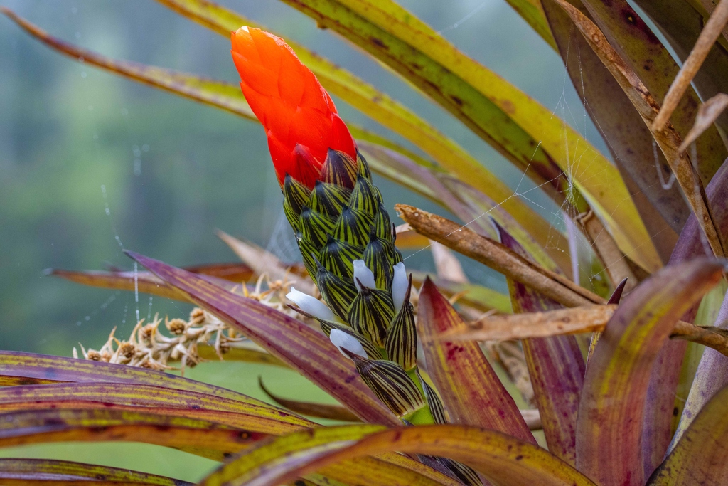 Guzmania