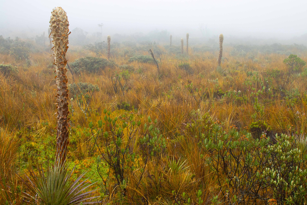 Puya