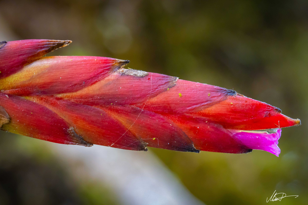 Tillandsia