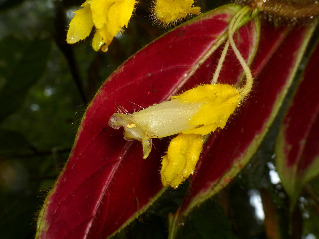 Gesneriaceae