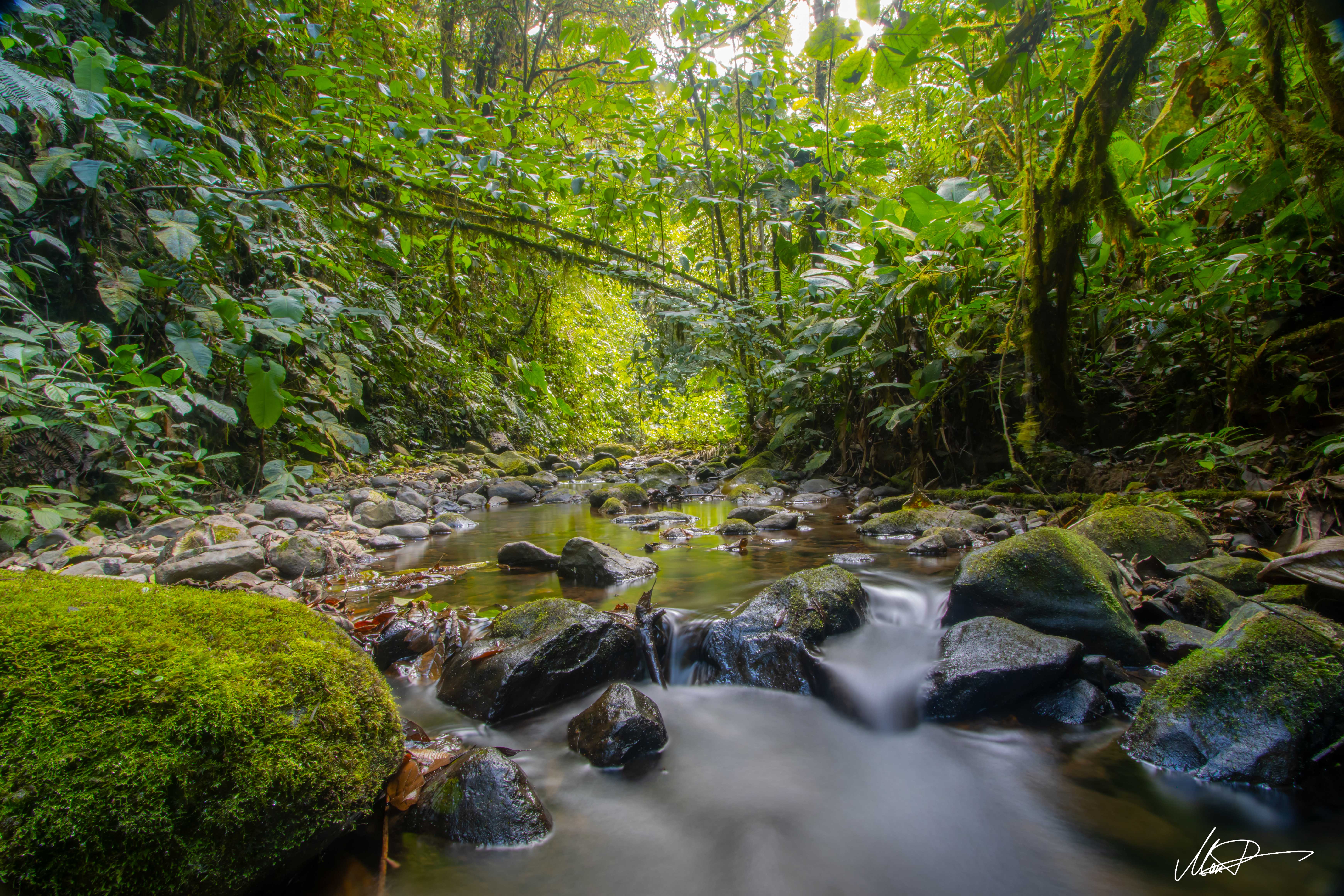 Nebelwald in Mindo Lindo Ecuador