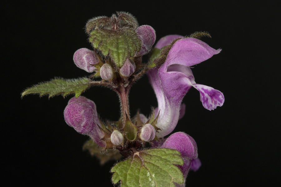 Lamium