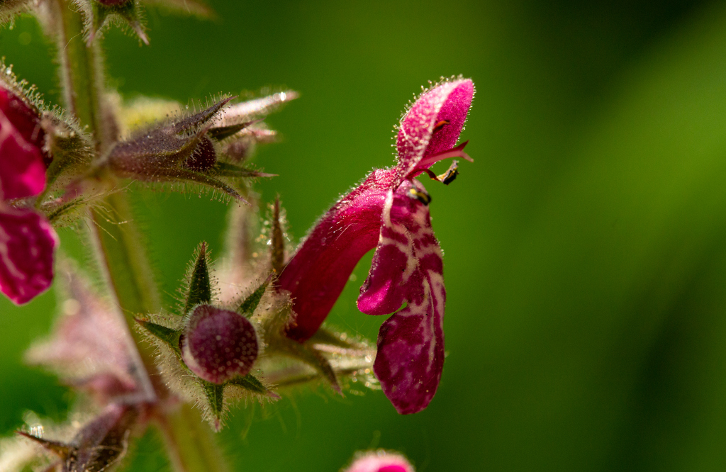 Thymus