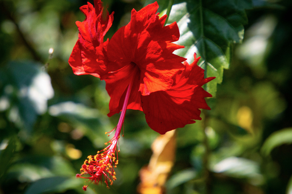 Hibiscus