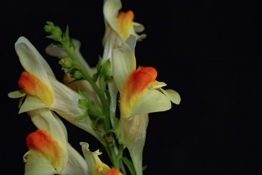 Linaria