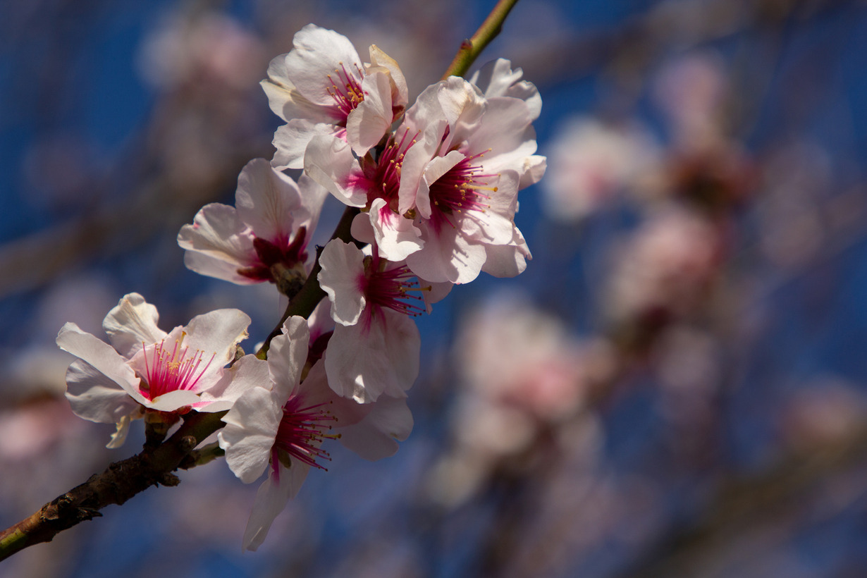 Frühling