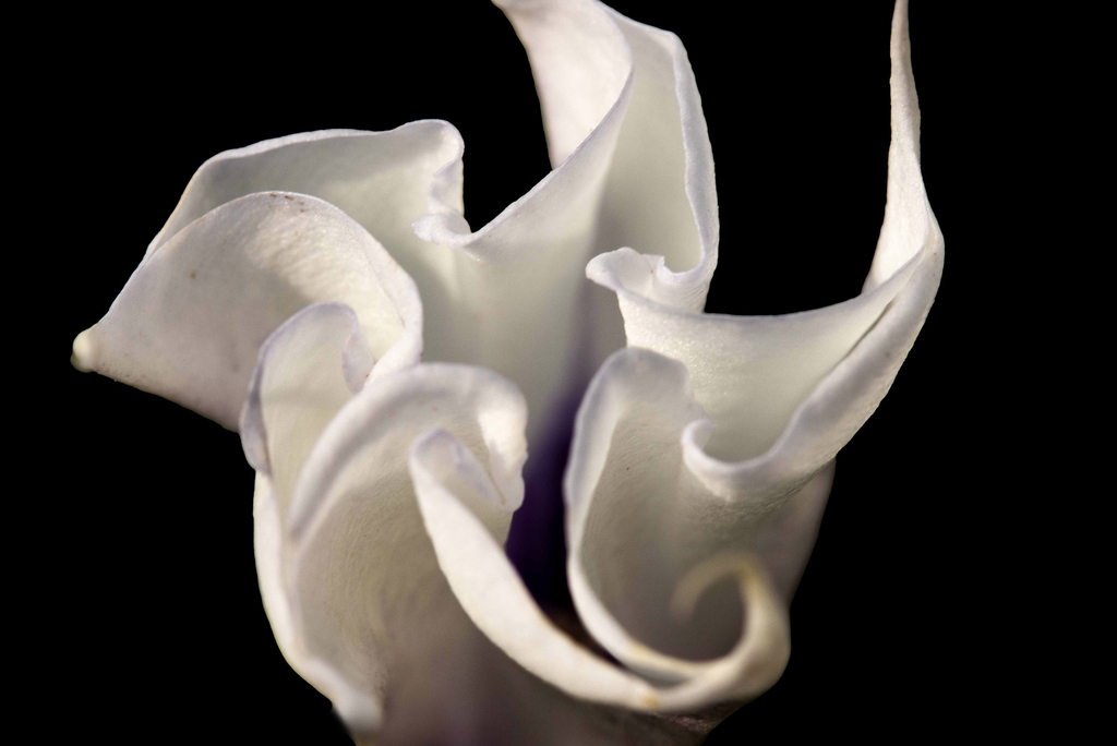 Datura