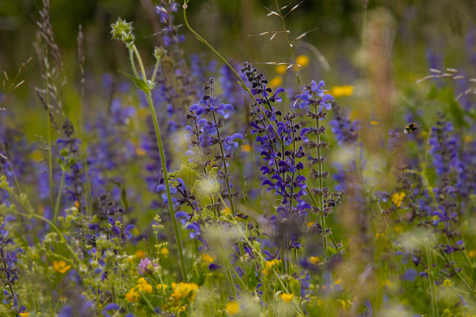 Blumenwiese, Conservation Gardening